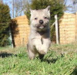 BellaDonna - Chien Loup Tchécoslovaque (2 mois)