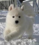 sisko le fils de bellina et de saxo et petit frere de tiko - Chien Loup Tchécoslovaque Mâle (3 mois)
