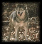 loup - Chien Loup Tchécoslovaque