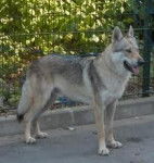 chéla - Chien Loup Tchécoslovaque (2 ans)