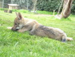 Ambre - Chien Loup Tchécoslovaque (5 mois)