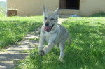 Haïka - Chien Loup Tchécoslovaque (3 mois)