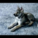 lovebug - Chien Loup Tchécoslovaque (1 mois)