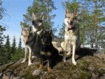 Macy,Diesel,Alue and Brownie - Chien Loup Tchécoslovaque