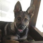 Lobito - Chien Loup Tchécoslovaque Mâle (10 mois)