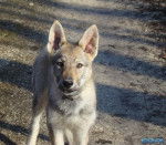 looping - Chien Loup Tchécoslovaque Mâle (5 mois)