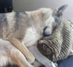 Teddy - Chien Loup Tchécoslovaque Mâle (3 ans)