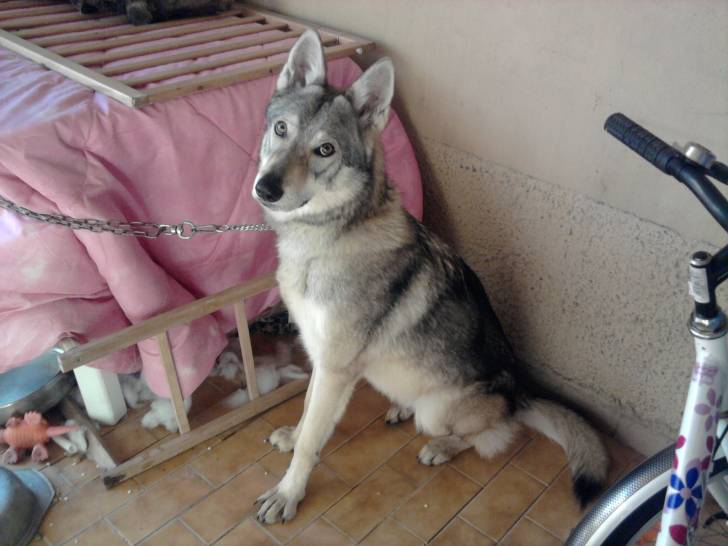 Kyba - Chien Loup Tchécoslovaque (1 an)