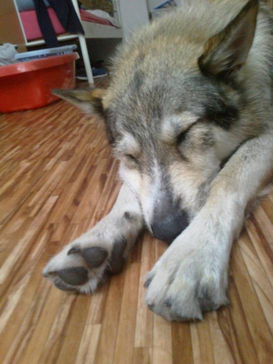 Mailo - Chien Loup Tchécoslovaque Mâle (1 an)