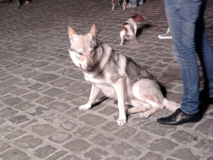 Cane di una mostra canina - Chien Loup Tchécoslovaque