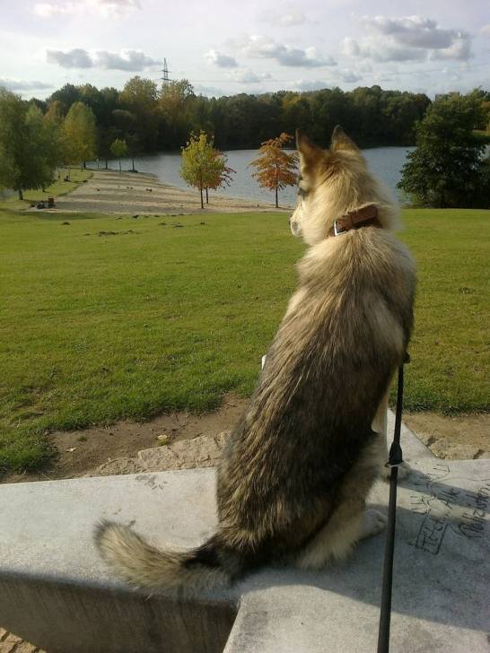 Mailo - Chien Loup Tchécoslovaque Mâle (1 an)