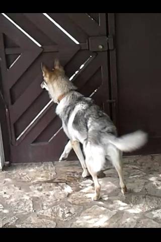Syria - Chien Loup Tchécoslovaque (1 an)