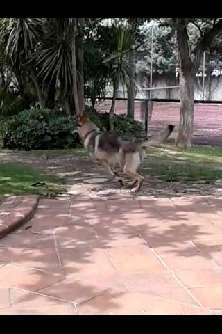 Syria - Chien Loup Tchécoslovaque (1 an)