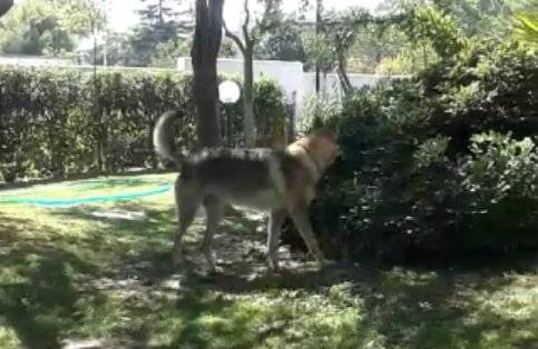 syria - Chien Loup Tchécoslovaque (1 an)