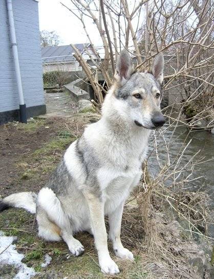 Steele - Chien Loup Tchécoslovaque Mâle (4 ans)