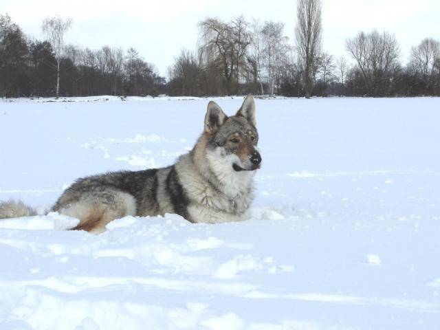 Amarok (chien-loup tchècoslovaque) dans la neige - Chien Loup Tchécoslovaque