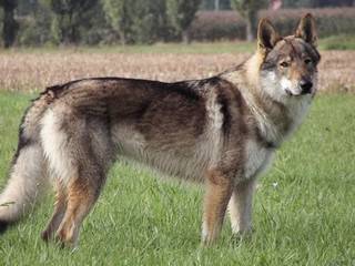 Arès des plaines de l'est, chien-loup tchécoslovaque - Chien Loup Tchécoslovaque