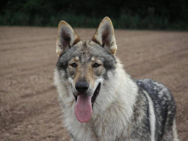 Amarok,chien-loup tchécoslovaque - Chien Loup Tchécoslovaque
