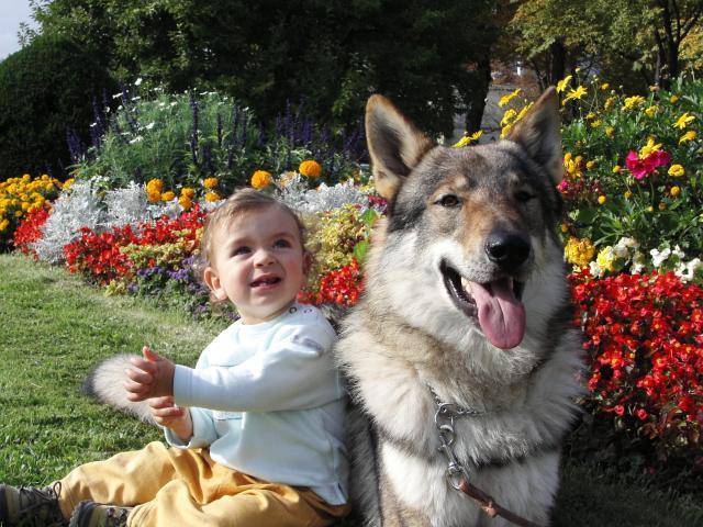 Arès,chien-loup tchécoslovaque - Chien Loup Tchécoslovaque