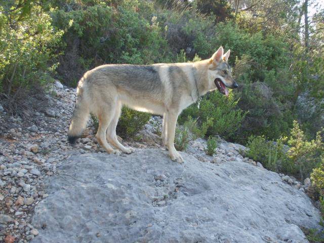 Wolfie chien loup tchécoslovaque - Chien Loup Tchécoslovaque