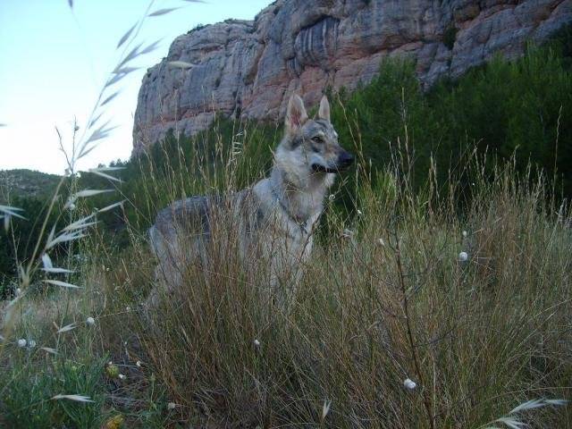 Wolfie chien loup tchécoslovaque - Chien Loup Tchécoslovaque