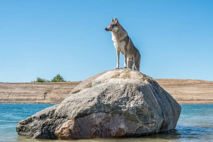 Un Chien Loup Tchécoslovaque assis sur un rocher au bord de l'eau