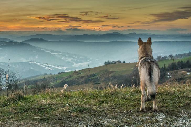 Un Chien Loup Tchécoslovaque qui regarde l'horizon 