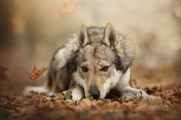 Un Chien Loup Tchécoslovaque allongé dans des feuilles d'automne