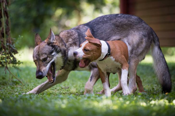 Un Chien Loup Tchécoslovaque qui joue avec un chien d'une autre race