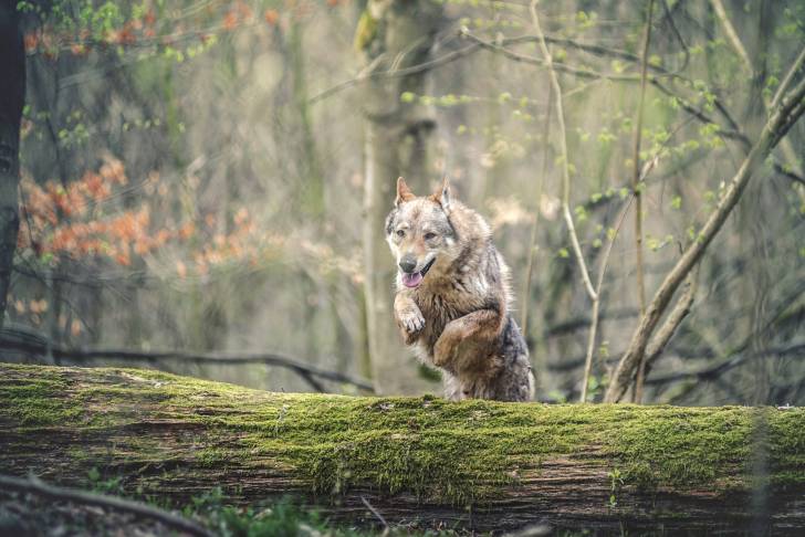 Un Chien Loup Tchécoslovaque qui saute par dessus un tronc d'arbre