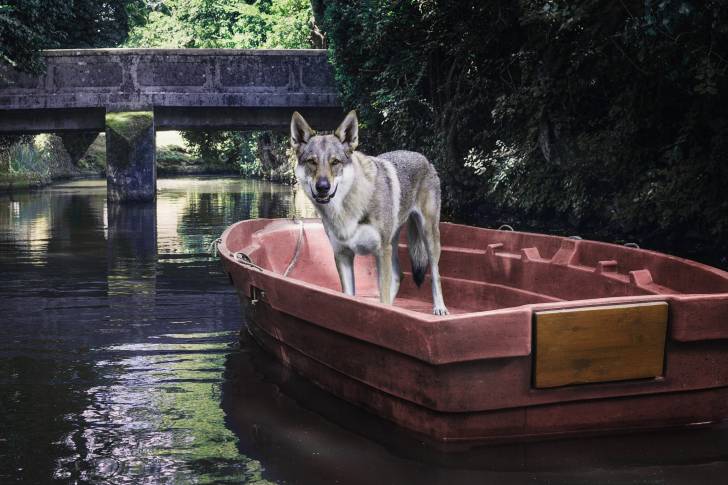 Un Chien Loup Tchécoslovaque dans une barque sur l'eau