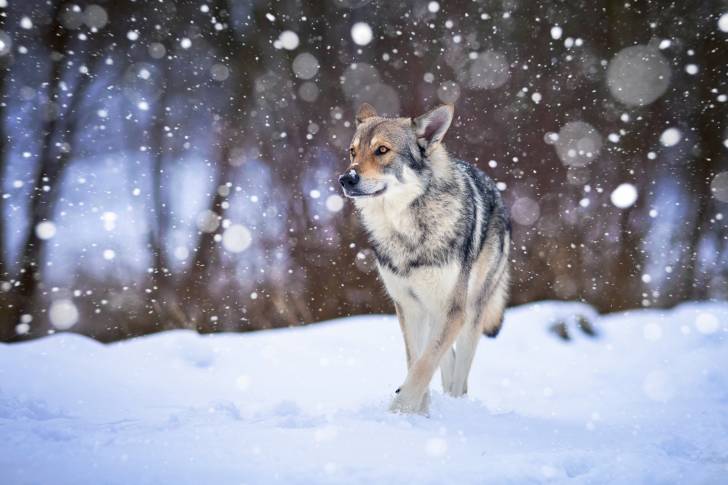 Un Chien Loup Tchécoslovaque qui se promène sous des flocons de neige