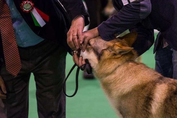 Un Chien Loup Tchécoslovaque pendant une exposition canine 