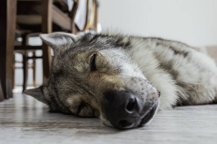 Un Chien Loup Tchécoslovaque qui dort allongé sur le sol d'un domicile