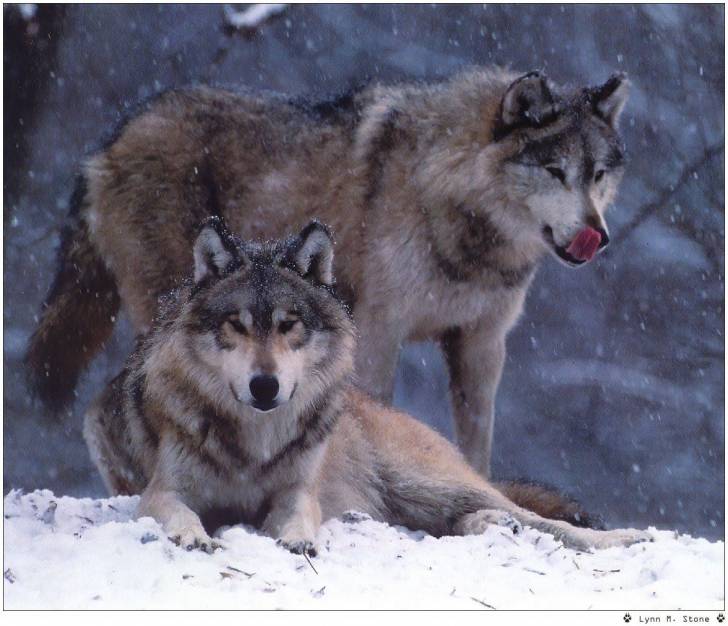 Deux beaux loups - Chien Loup Tchécoslovaque