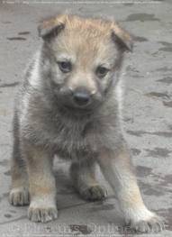 oural fils de bella les chiens de ma tata - Chien Loup Tchécoslovaque Mâle (4 mois)