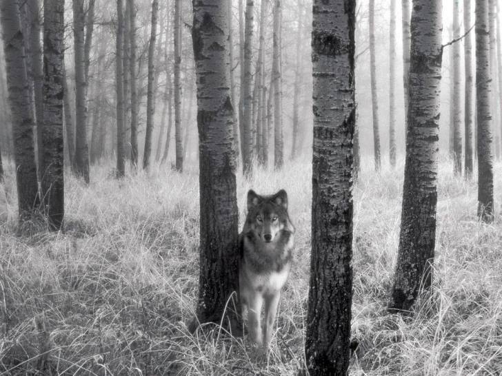 un loup - Chien Loup Tchécoslovaque