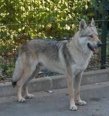 chéla - Chien Loup Tchécoslovaque (2 ans)