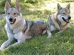 Chica And Ramona - Chien Loup Tchécoslovaque Mâle (2 ans)
