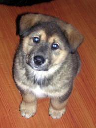Amara - Chien Loup Tchécoslovaque (3 mois)