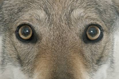Un Chien Loup Tchécoslovaque aux yeux bleu