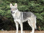 Power - Chien Loup Tchécoslovaque Mâle (6 ans)
