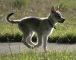 Gigio - Chien Loup Tchécoslovaque Mâle (6 mois)