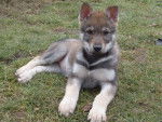 Doggie - Chien Loup Tchécoslovaque Mâle (8 mois)