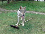 syria - Chien Loup Tchécoslovaque Femelle (7 mois)