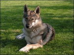 balto - Chien Loup Tchécoslovaque Mâle (4 ans)