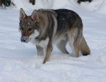 Dantes du domaine de la combe noire - Chien Loup Tchécoslovaque Mâle (1 an)