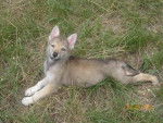 canelle - Chien Loup Tchécoslovaque Femelle (1 mois)