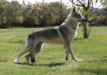 Zaiko - Chien Loup Tchécoslovaque Mâle (3 ans)