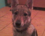 Iuki - Chien Loup Tchécoslovaque Femelle (1 an)